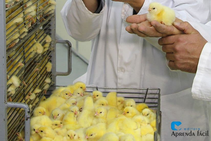 Técnica de radiografia dos ovos evita o abate cruel dos pintinhos machos